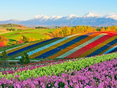 Star Collector: Pacific Horizons & Japanese Mysteries