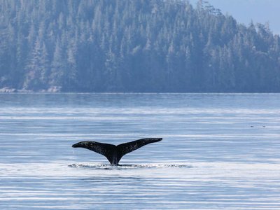 Revel in the beauty of abundant whale populations, offering plenty of opportunities for whale watching.