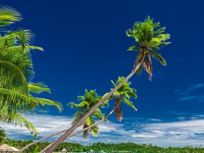Star Collector: Polynesia, Melanesia & Indonesia Discovery