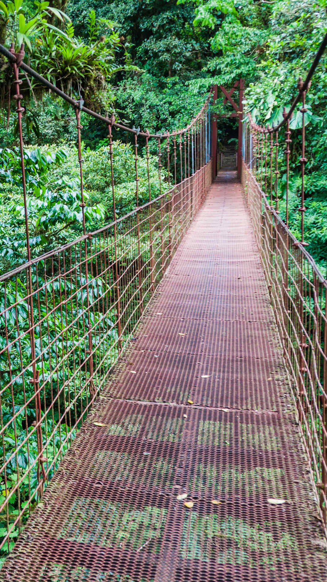 suspension bridge in rainforest jungle costa rica