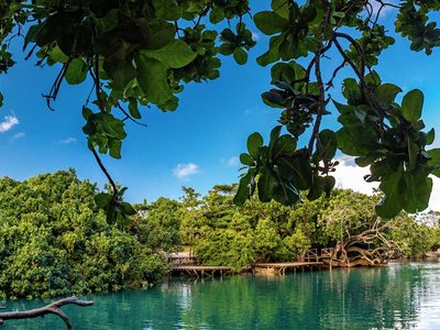 Star Collector: Grand South Pacific Adventure